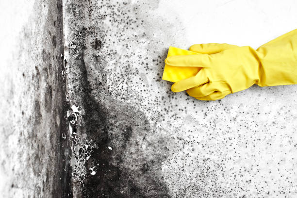 Best DIY Mold Remediation Support Services in Holiday Valley, OH
