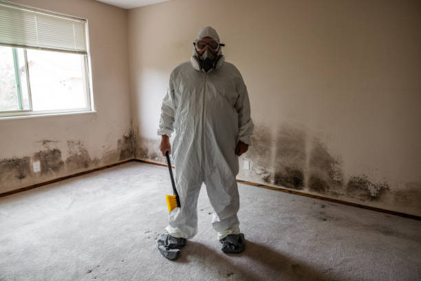 Best Attic Mold Remediation in Holiday Valley, OH